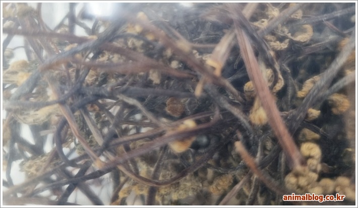 건고사리 삶는법과 불리기 완벽 가이드