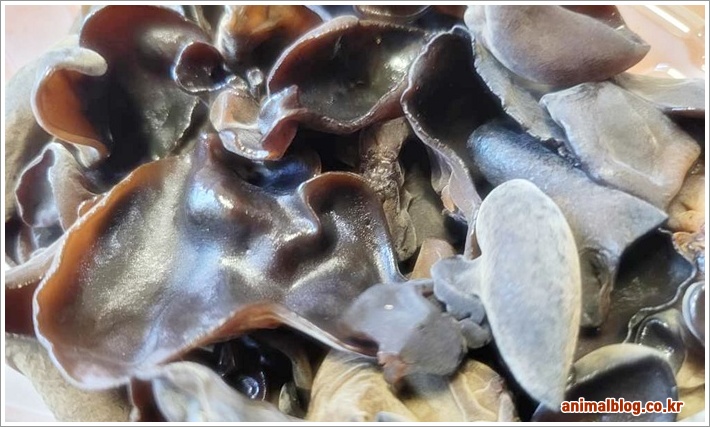 목이버섯의 효능과 다양한 요리법 칼로리 정보까지 알아보세요