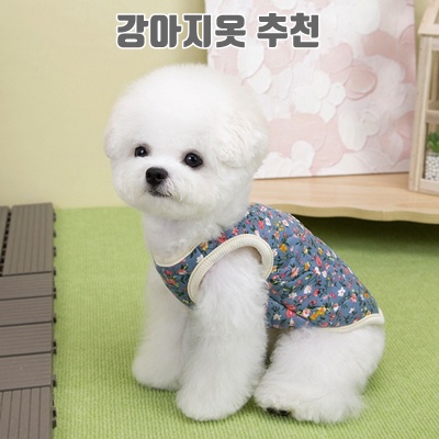 강아지옷추천 실용성과 스타일을 모두 고려한 완벽 가이드