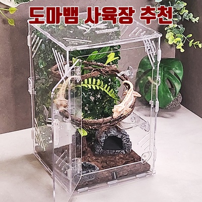 도마뱀 사육장 선택 가이드와 추천 아이템 안내